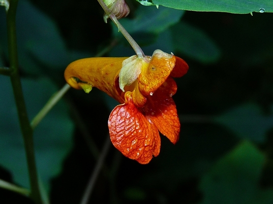 {Impatiens capensis}